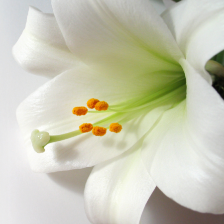 Easter Lily